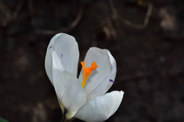 Mooie Krokus Bloem Groeien Tuin Zomer Zonnige Dag — Stockfoto