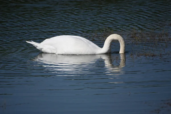 Hermoso Cisne Blanco Nadando Superficie Del Agua Del Lago Día — Foto de Stock