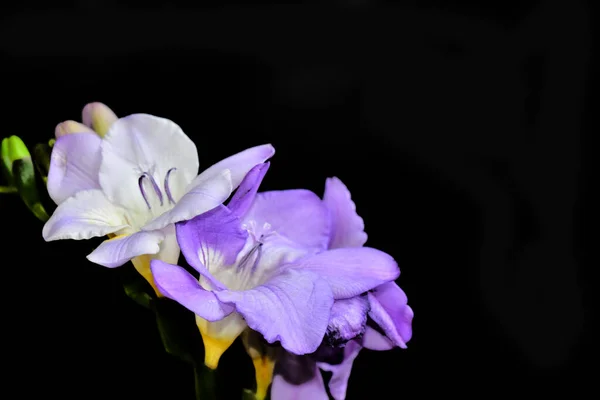 Piękne Kwiaty Ciemnym Tle Koncepcja Letnia Widok Bliska — Zdjęcie stockowe