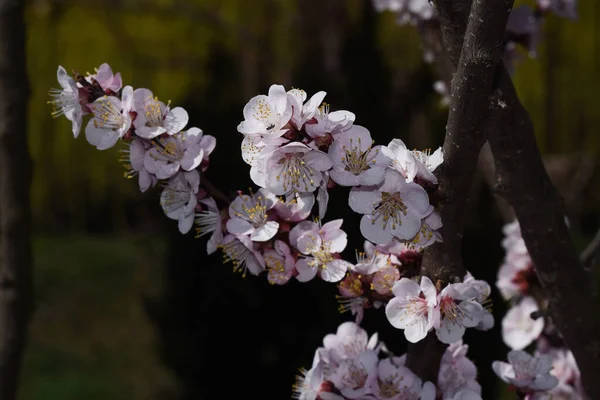 Florecientes Ramas Cerezo Con Hermosas Flores Primer Plano Concepto Primavera — Foto de Stock