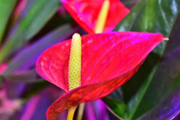 Belles Fleurs Poussant Dans Jardin Journée Ensoleillée Été — Photo