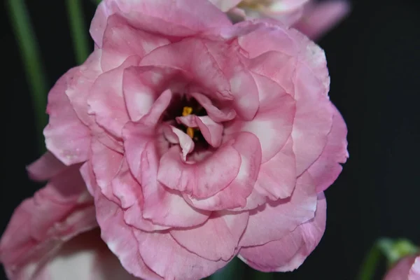 Belle Fleur Eustomie Sur Fond Sombre Concept Été Vue Rapprochée — Photo