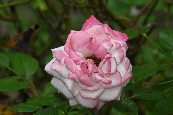 夏の晴れた日に庭で育つ美しいバラの花 — ストック写真