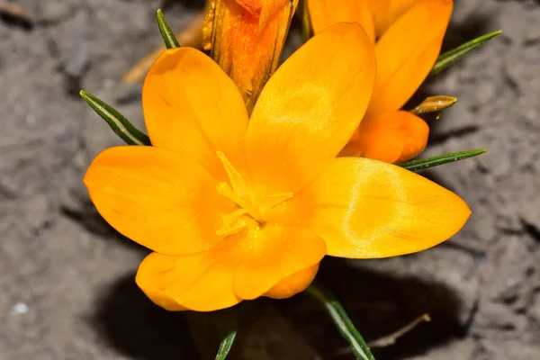 Hermosos Cocodrilos Creciendo Jardín Verano Día Soleado — Foto de Stock