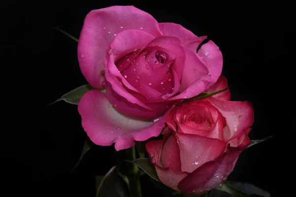 Belas Flores Rosa Fundo Escuro Conceito Verão Vista Próxima — Fotografia de Stock