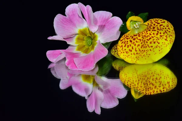 Koyu Arkaplanda Güzel Çiçekler — Stok fotoğraf