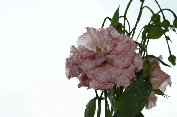 Krásná Eustoma Květiny Modré Obloze Pozadí — Stock fotografie
