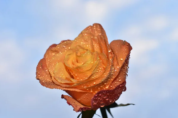 Beautiful Rose Flower Sky Background Summer Concept Close View — Stock Photo, Image