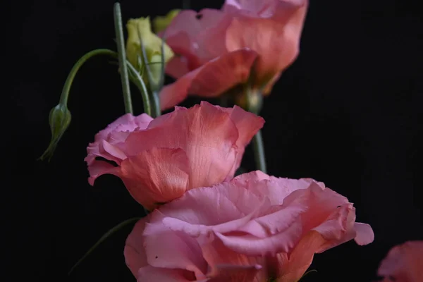 아름다운 꽃들이 어두운 컨셉트 가까이 — 스톡 사진