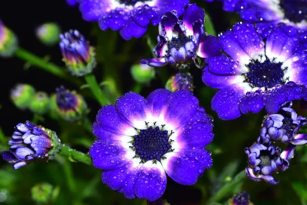 Bouquet Belles Fleurs Sur Fond Sombre Concept Été Vue Rapprochée — Photo