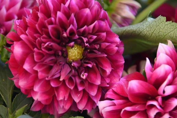 Mooie Chrysanten Bloemen Groeien Tuin Zomer Zonnige Dag — Stockfoto