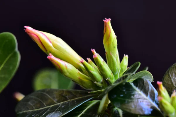 Hermosas Flores Sobre Fondo Oscuro —  Fotos de Stock