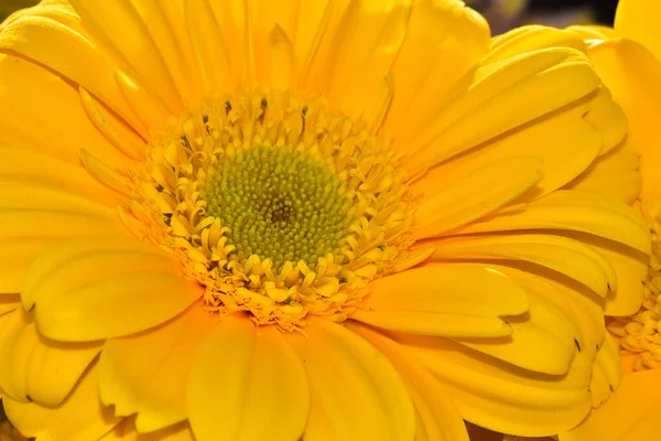 Bela Flor Gerbera Fundo Escuro Conceito Verão Vista Próxima — Fotografia de Stock