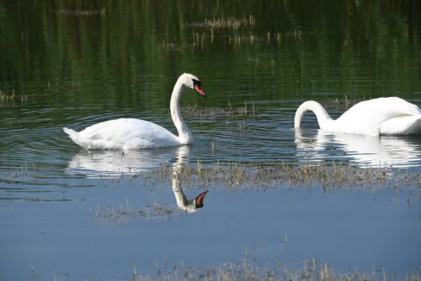 Schöne Weiße Schwäne Die Sommertagen Auf Der Wasseroberfläche Des Sees — Stockfoto