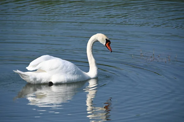 Belo Cisne Branco Nadando Superfície Água Lago Dia Verão — Fotografia de Stock