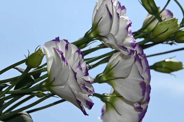 Piękne Eustoma Kwiaty Tle Niebieskiego Nieba — Zdjęcie stockowe