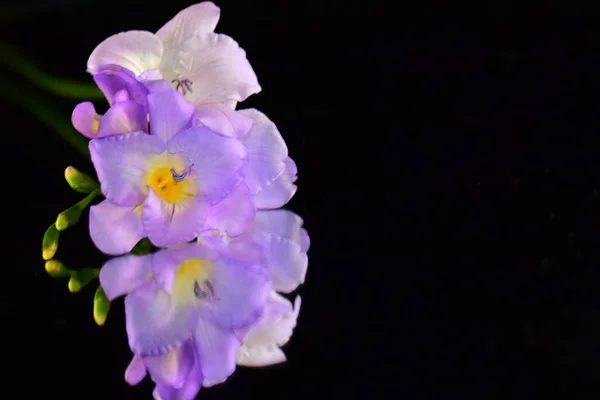 Schöne Blumen Auf Dunklem Hintergrund — Stockfoto