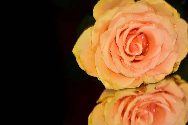 beautiful rose flower on dark background, summer concept, close view