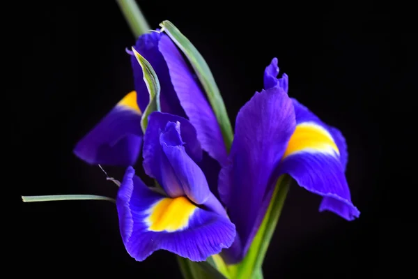 Bouquet Beautiful Irises Dark Background Summer Concept Close View — Stock Photo, Image