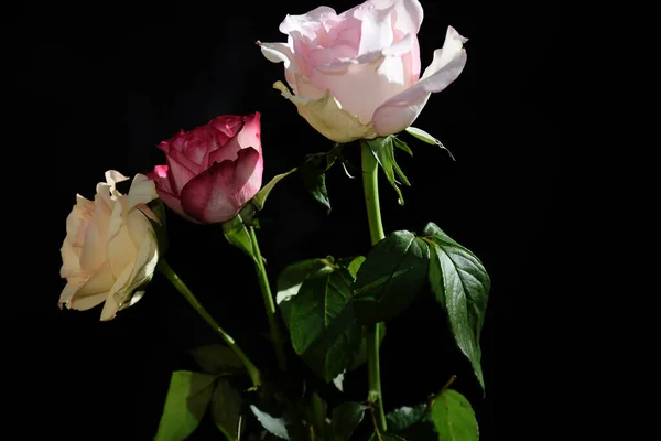 Rosas Bonitas Fundo Escuro Conceito Verão Vista Próxima — Fotografia de Stock