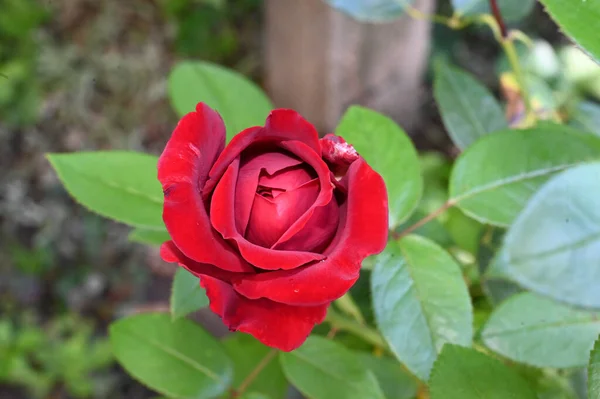 Vacker Ros Blomma Växer Trädgården Sommaren Solig Dag — Stockfoto