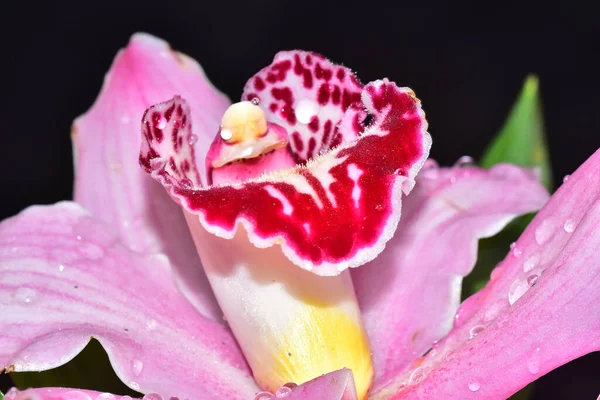 Koyu Arkaplanda Güzel Bir Orkide Çiçeği Yaz Konsepti Yakın Görüş — Stok fotoğraf