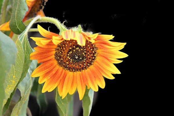 Krásné Květiny Tmavém Pozadí — Stock fotografie