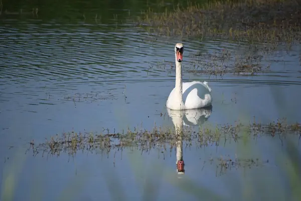 Schöner Weißer Schwan Schwimmt Sommertagen Auf Der Wasseroberfläche Des Sees — Stockfoto