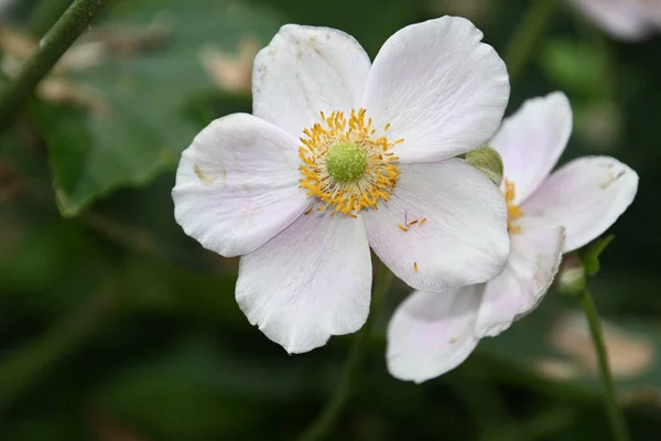 Close Beautiful Flowers Garden — Stock Photo, Image