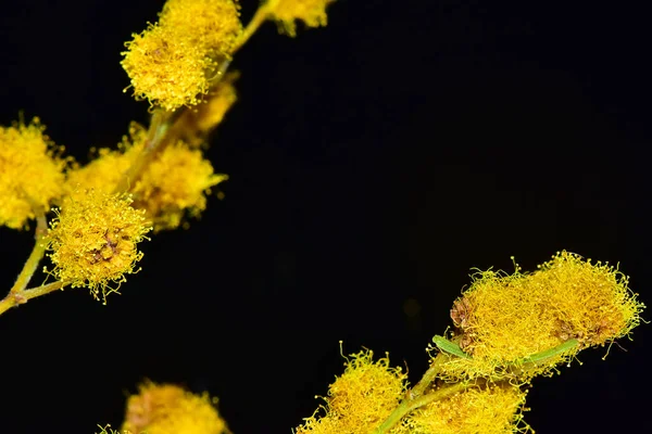 Sárga Virágok Sötét Háttér — Stock Fotó