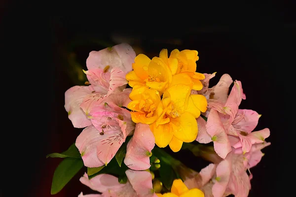 Schöne Blumen Auf Dunklem Hintergrund — Stockfoto