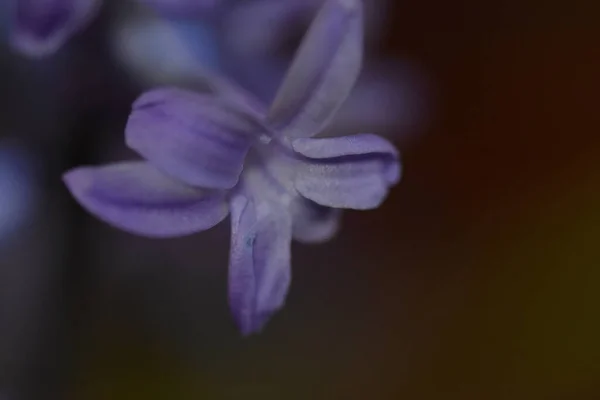 Belle Fleur Sur Fond Sombre Concept Été Vue Rapprochée — Photo