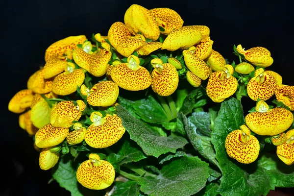 Blumenstrauß Auf Dunklem Hintergrund Sommerkonzept Nahsicht — Stockfoto