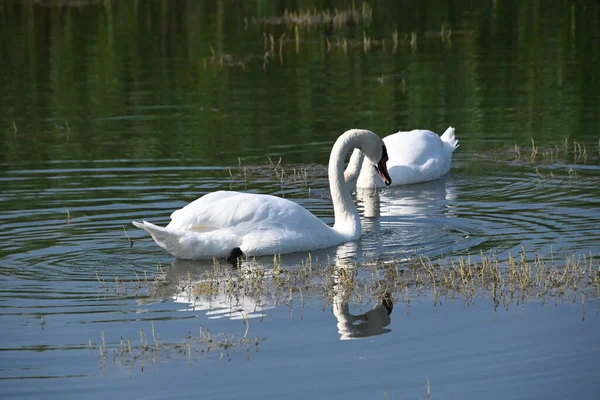 美丽的白天鹅在湖面上游动 — 图库照片