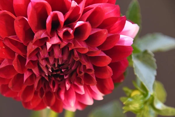 Beautiful Chrysanthemum Flower Growing Garden Summer Sunny Day — Stock Photo, Image