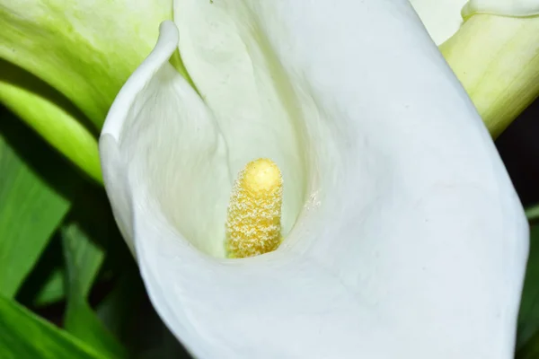 Kytice Krásné Callas Tmavém Pozadí Letní Koncept Zblízka — Stock fotografie