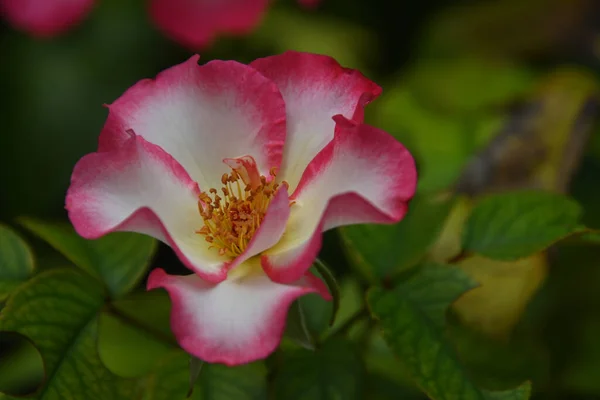 Krásný Růžový Květ Tmavém Pozadí Letní Koncept Zblízka — Stock fotografie
