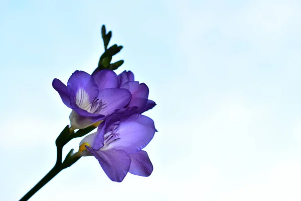 Belles Fleurs Sur Fond Ciel Bleu — Photo