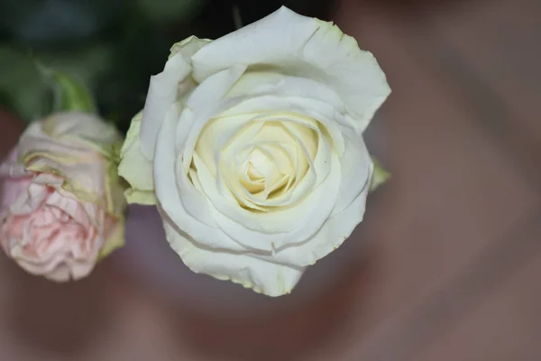 Schöne Rosen Auf Dunklem Hintergrund Sommerkonzept Nahsicht — Stockfoto