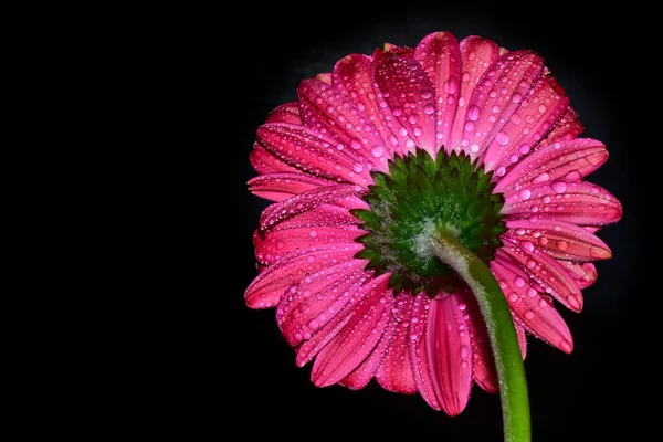 Belle Fleur Gerbera Sur Fond Sombre Concept Été Vue Rapprochée — Photo