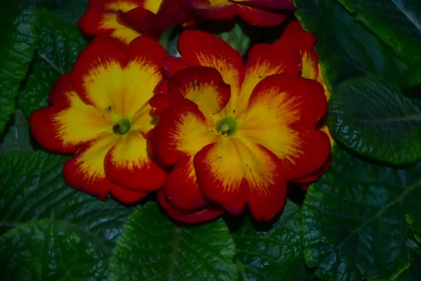 Vackra Blommor Mörk Bakgrund Sommar Koncept Nära Utsikt — Stockfoto