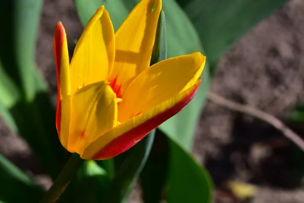 Krásný Tulipán Květina Rostoucí Zahradě Létě Slunečný Den — Stock fotografie