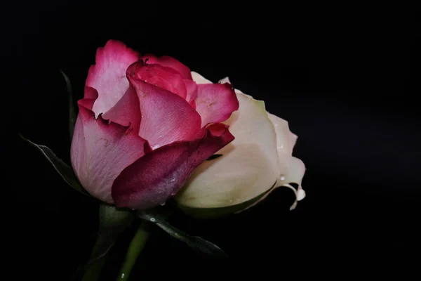 Belas Flores Rosa Fundo Escuro Conceito Verão Vista Próxima — Fotografia de Stock