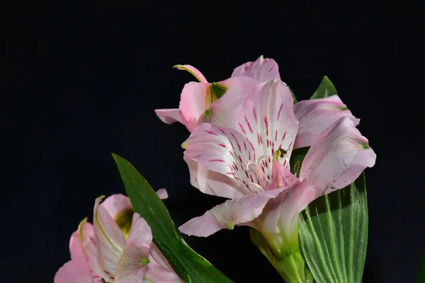 Vackra Blommor Mörk Bakgrund — Stockfoto