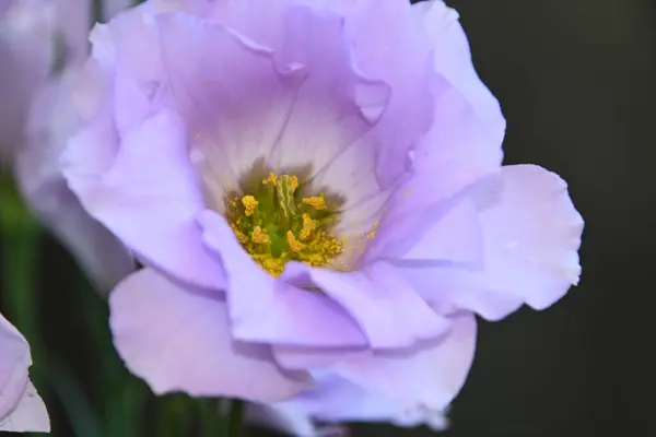 Belas Flores Fundo Escuro — Fotografia de Stock