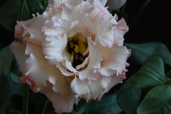 Όμορφο Λουλούδι Eustoma Σκούρο Φόντο Έννοια Του Καλοκαιριού Κοντινή Θέα — Φωτογραφία Αρχείου
