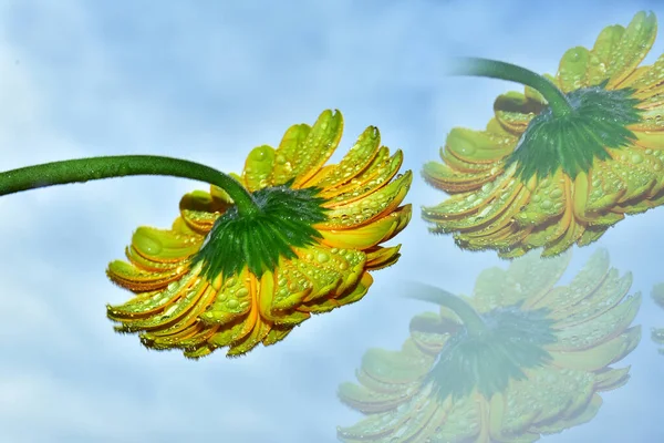 Beautiful Gerbera Flowers Sky Background Summer Concept Close View — Stock Photo, Image