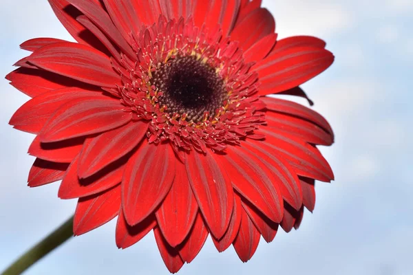 Schöne Blumen Auf Blauem Himmel Hintergrund — Stockfoto