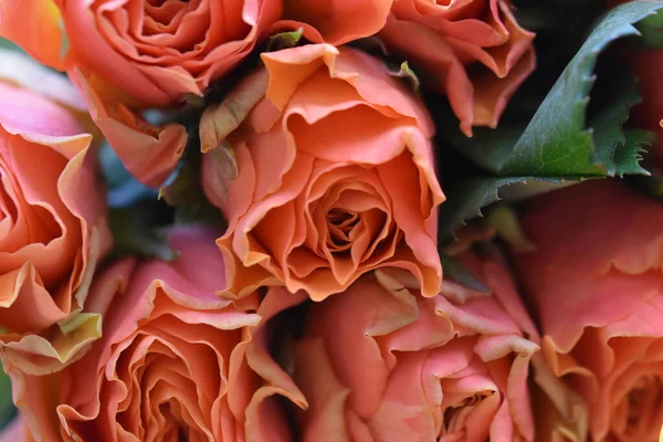 Букет Красивих Троянд Темному Тлі Літня Концепція Вид Близької Відстані — стокове фото