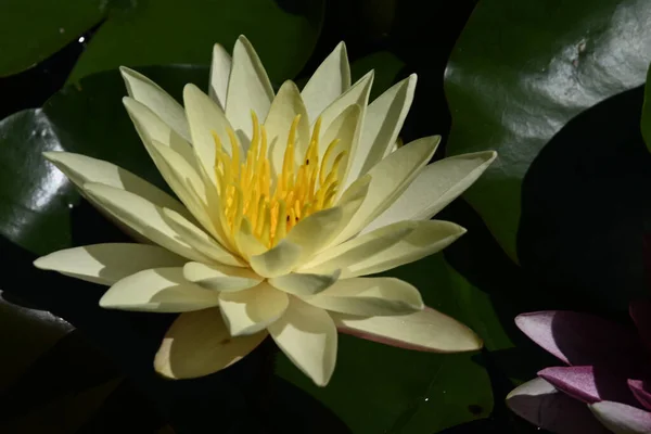 Vacker Blommande Lotus Växer Damm Sommardagen — Stockfoto